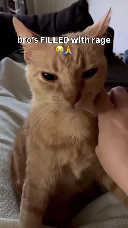 Bro's Filled With Rage Cat