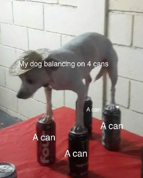Dog Balancing on Four Cans