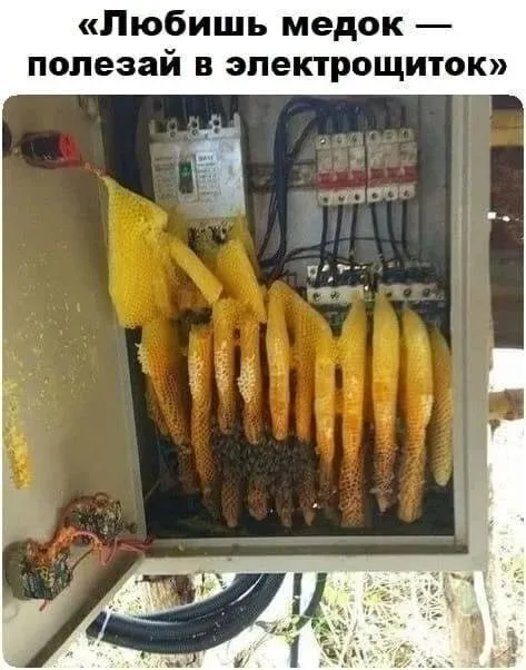 Мёд в электрощитке