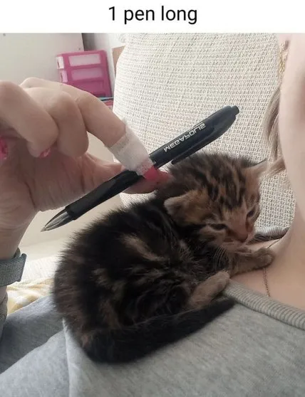 One Pen Long Kitten