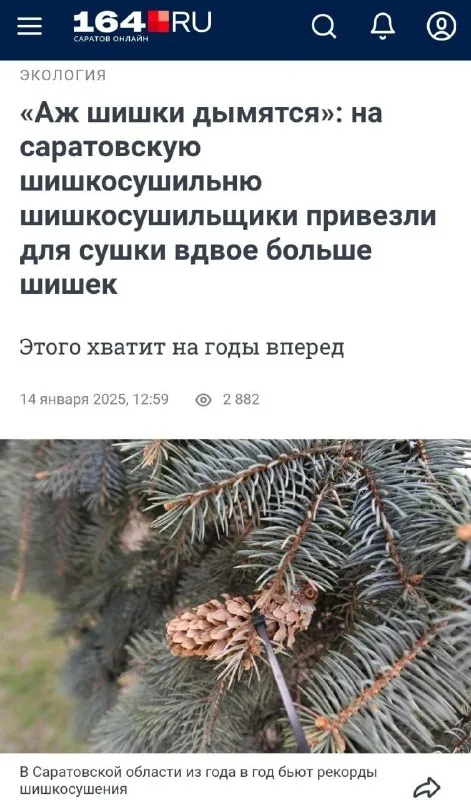 Шишкосушильщики привезли вдвое больше шишек