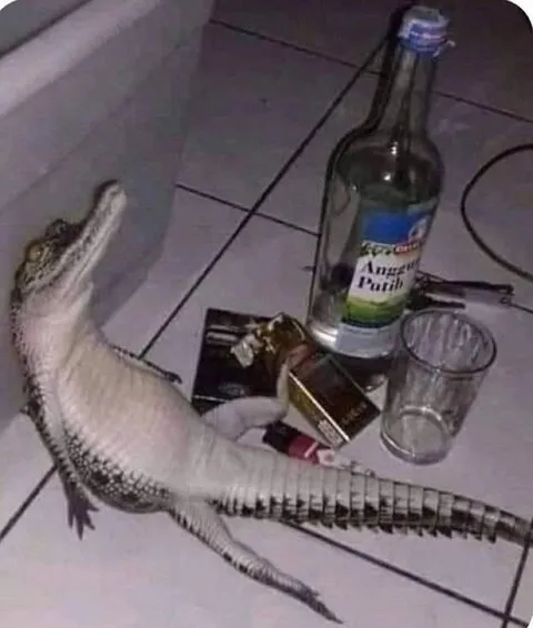 Cocodrilo después de la fiesta