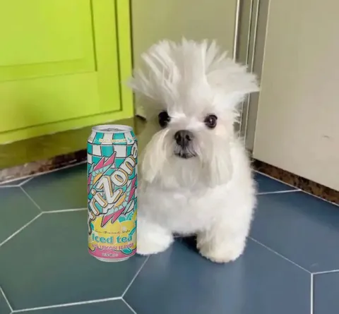 Feeling Cute Dog With Arizona Tea