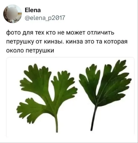Петрушка и кинза
