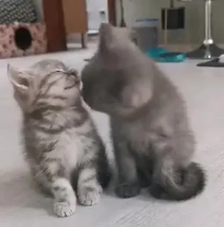 Котёнок нежно целует друга