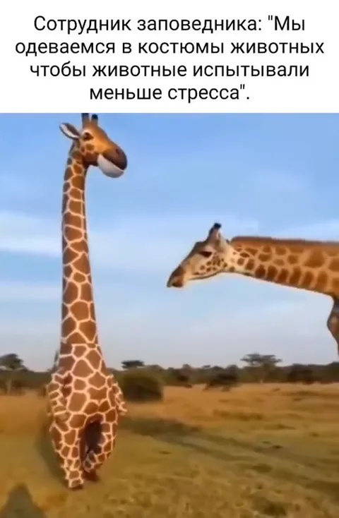 Жирафы в костюмах животных