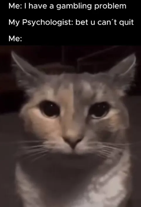 Gambling Problem Cat Reaction