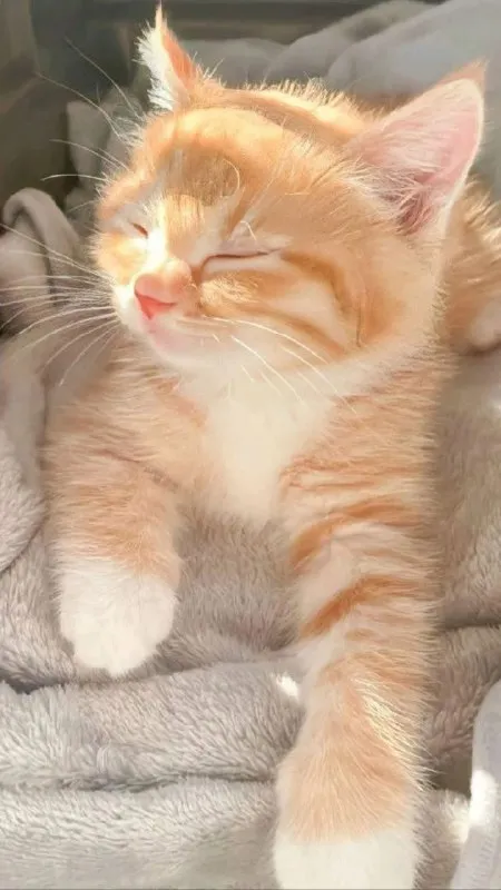 Сонный рыжий котёнок