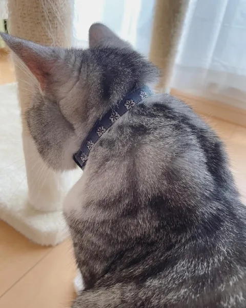 Кот отвернулся от камеры