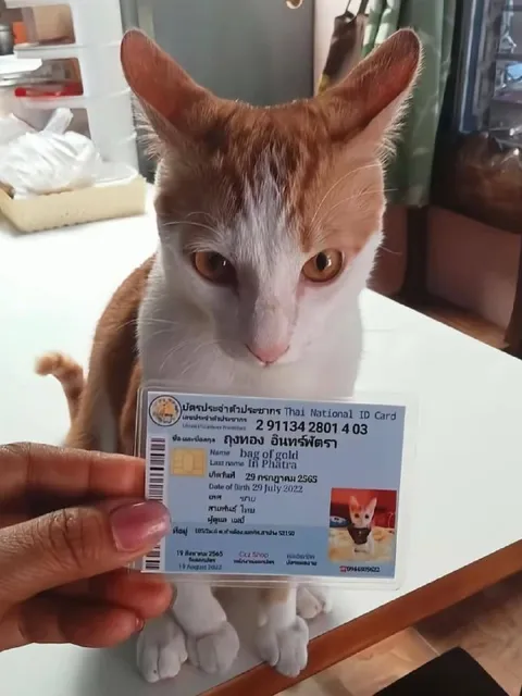 แมวทำบัตรประชาชน