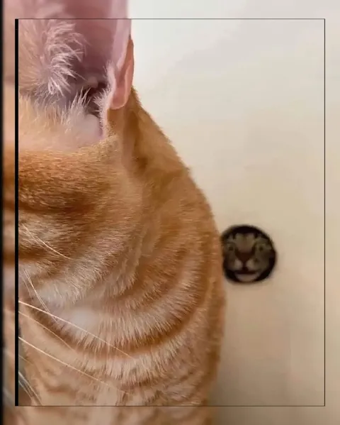 Кот слишком близко к камере