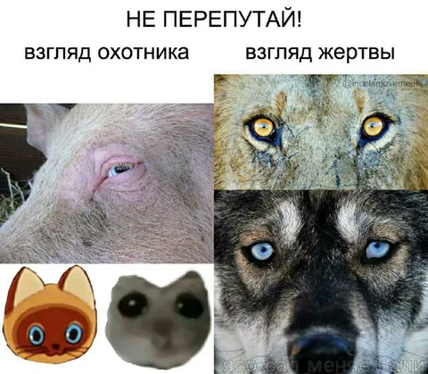 Не перепутай взгляд охотника и жертвы