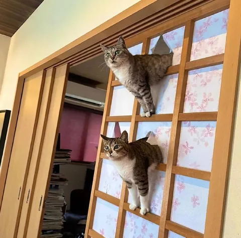 Коты на японской перегородке