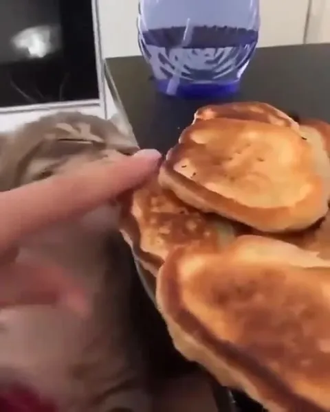 Кот требует блины