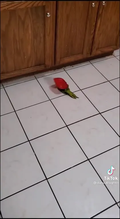 Попугай барабанит крышкой