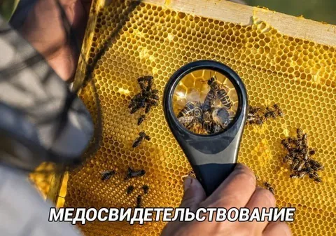 Медосвидетельствование пчёл