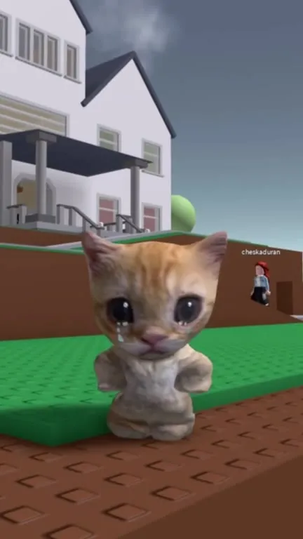 Crying Cat Performs Kung Fu Emote