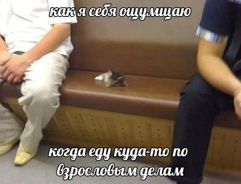 Мышь среди взрослых дел