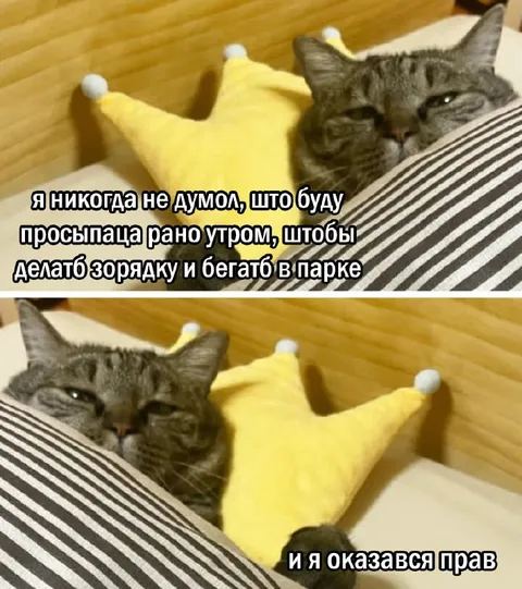 Кот, который оказался прав