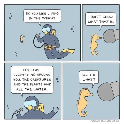 Seahorse Doesn't Know the Ocean