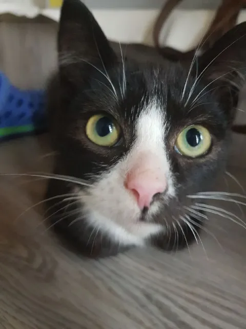 Кот с удивлённым взглядом