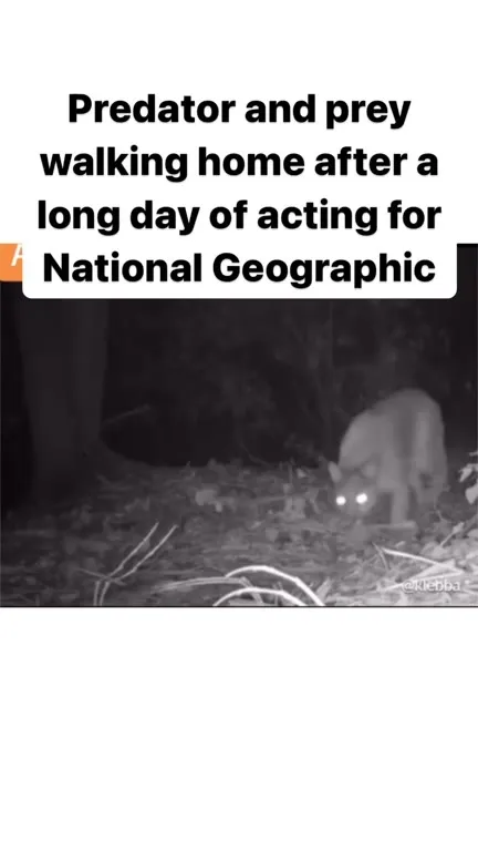 Predator and Prey Walking Home