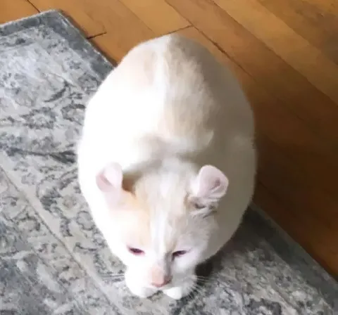 Белый кот на ковре
