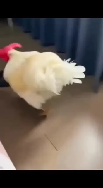 Курица вместо кота