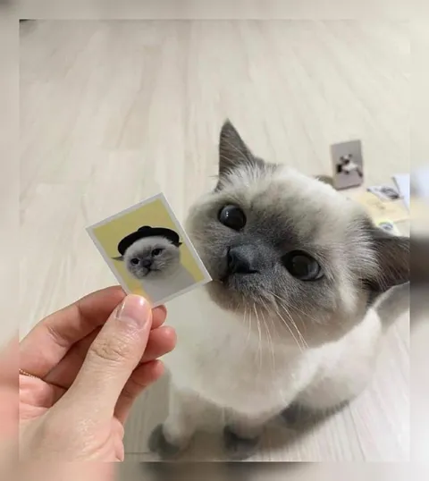 Кот узнаёт себя на фото