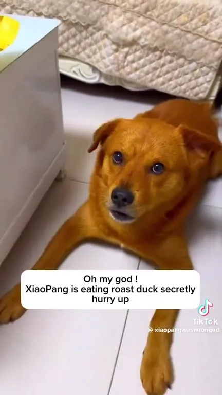 Dog Secretly Eats Roast Duck