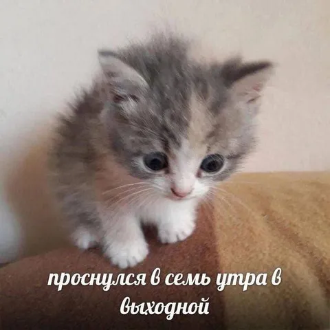 Проснулся в семь утра в выходной