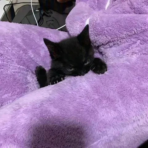 Котёнок прячется в пледе