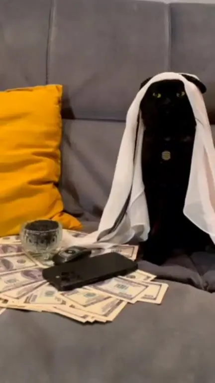 Кот-призрак на деньгах