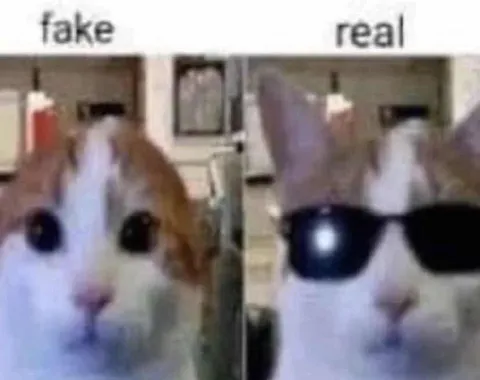 Fake vs Real Cat