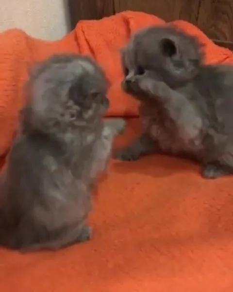 Котята выясняют отношения