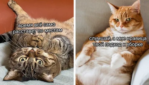 Коты о странной уборке