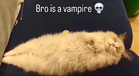 Sleeping Cat Vampire