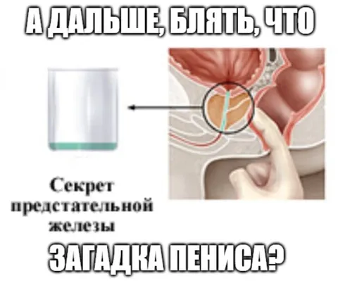 Загадка пениса и простаты