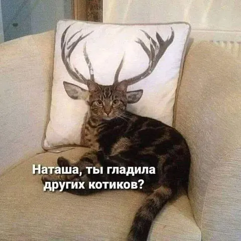 Кот ревнует к другим котикам