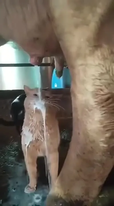 Кошки пьют молоко вместе с коровой