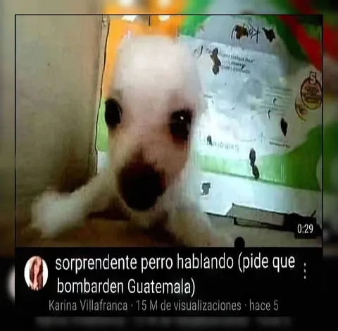 Perro pide bombardear Guatemala