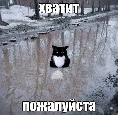 Кот в луже: хватит