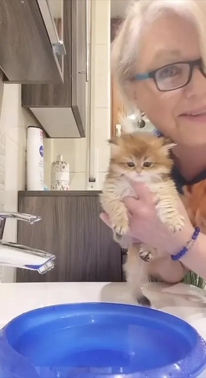 Котёнок принимает ванну