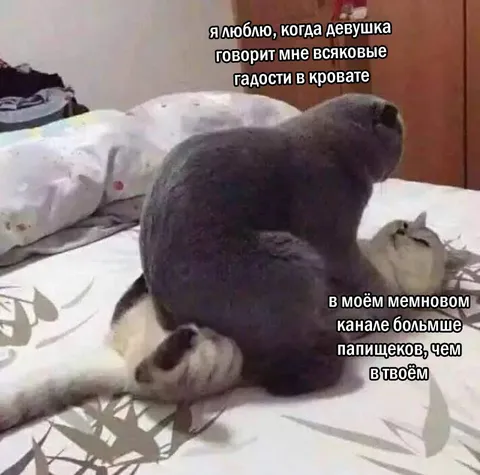 Кот терпит гадости в кровати