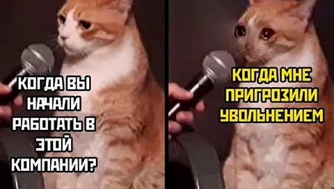 Кот, которому пригрозили увольнением