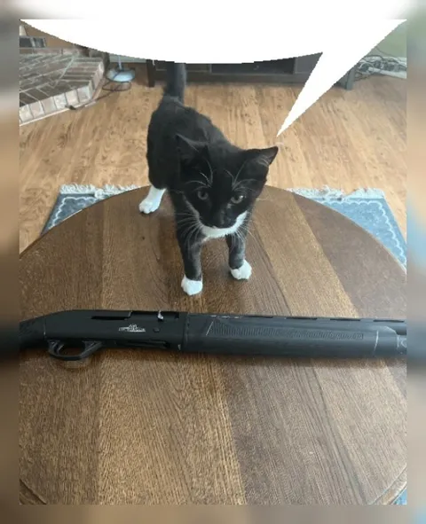 Кот и дробовик
