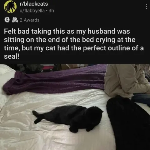 Cat Looks Like a Seal