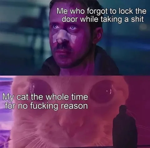 Cat Watches You Poop