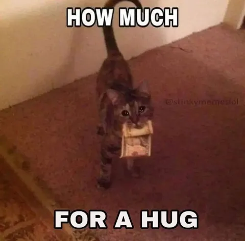How Much for a Hug Cat