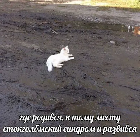 Кот со стокгольмским синдромом